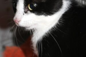 ikarus IMG_5191we ikarus IMG_5191we