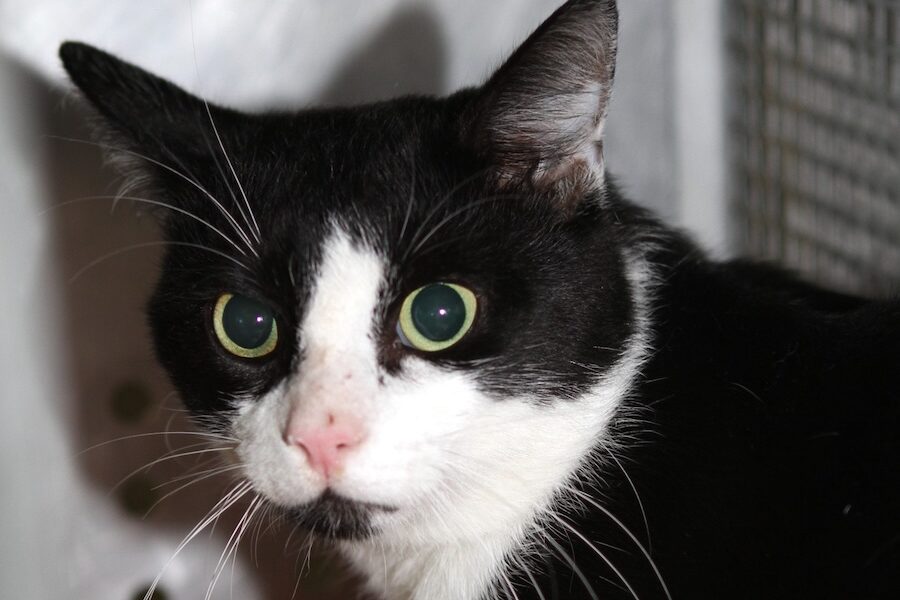 ikarus IMG_5192we ikarus IMG_5192we