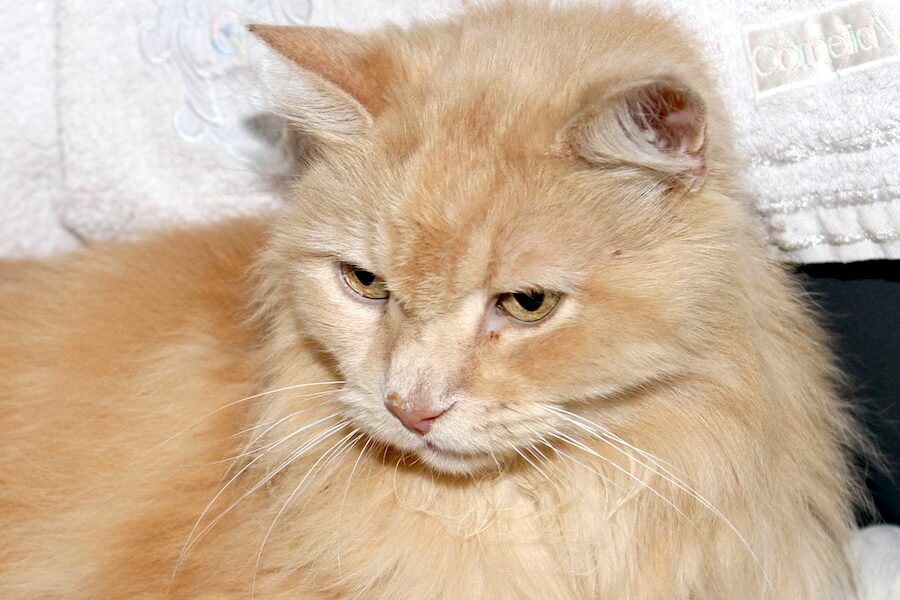 inspector puschel IMG_4891we