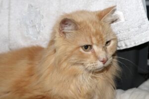 inspector puschel IMG_4894we