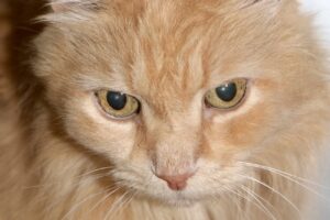 inspektor puschel IMG_4985WE