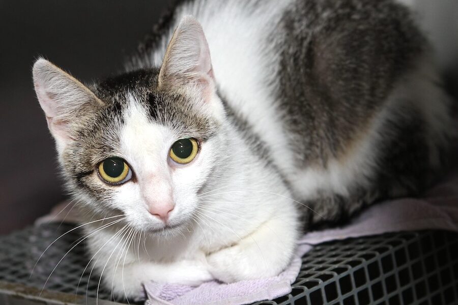 iris IMG_4887we iris IMG_4887we