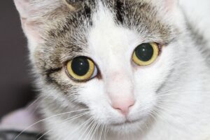 iris IMG_4888we iris IMG_4888we