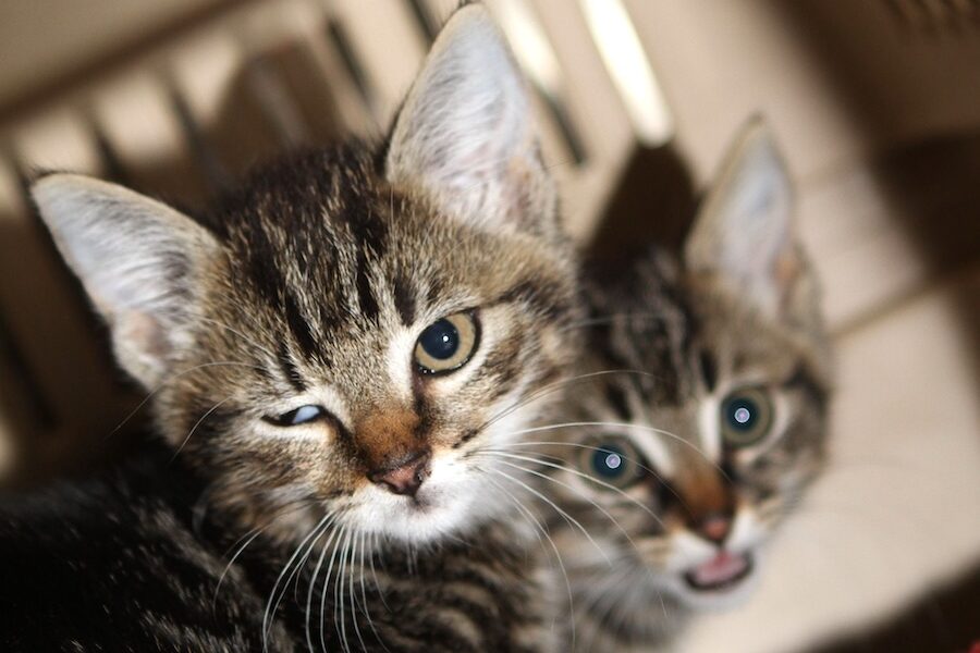 isabella Ilona IMG_5006WE