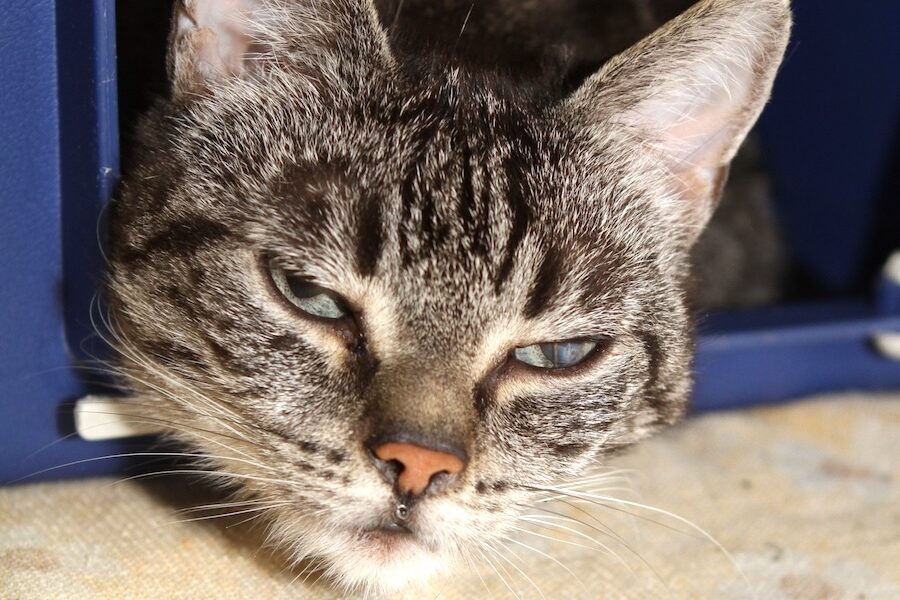 lora IMG_5185we lora IMG_5185we