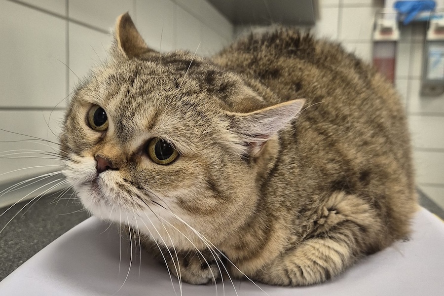 minka BKH 1we minka BKH 1we