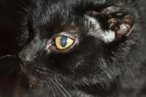 moritz 15J einauge Ohr IMG_5273we