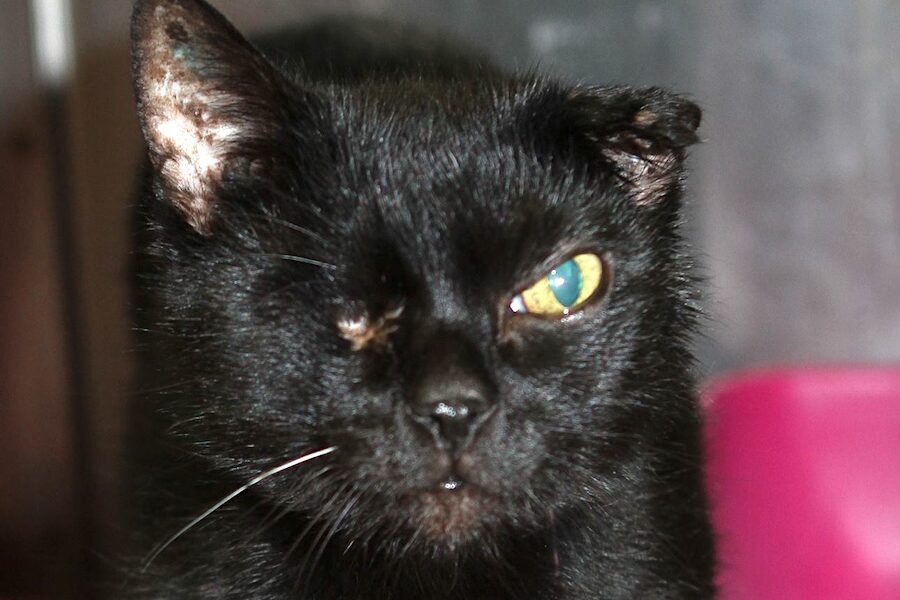 moritz 15J einauge Ohr IMG_527we6