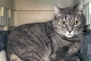 nalu IMG_002