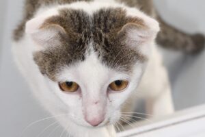 oriley getweiss schott ohren IMG_9597we oriley getweiss schott ohren IMG_9597we