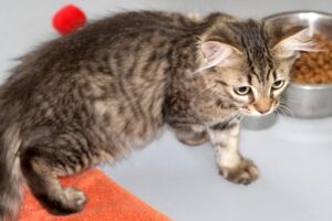 oxbowget plüschohren G_9603we oxbowget plüschohren G_9603we