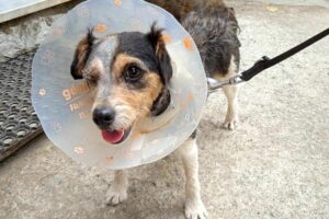 pearl IMG_1002 pearl IMG_1002