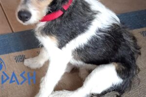 pearl IMG_1006 pearl IMG_1006