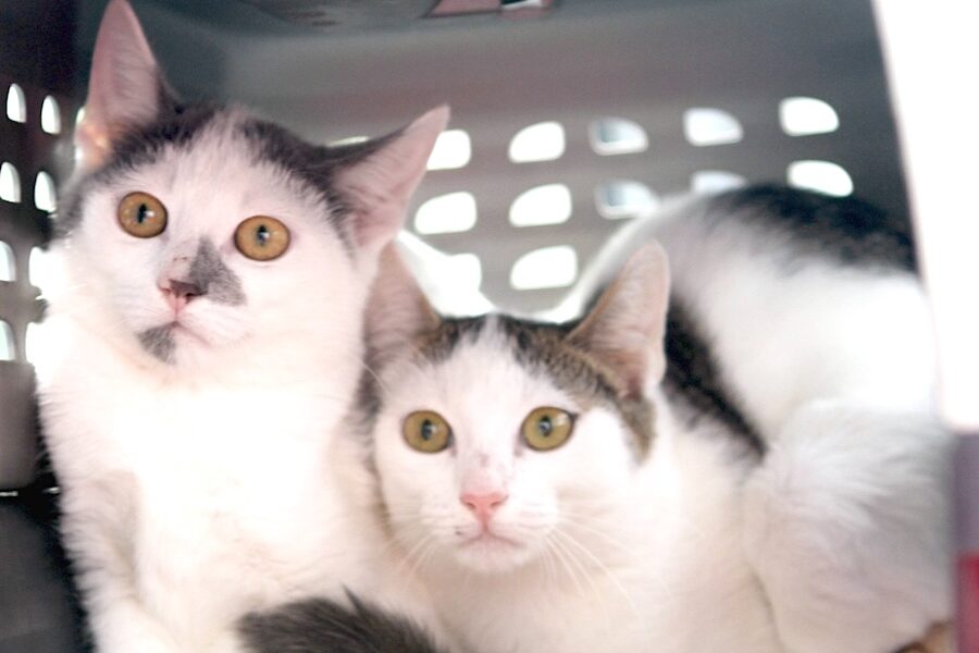 rico ricardo IMG_9710we