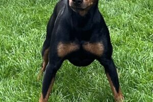 rocky IMG_0424