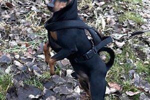 rocky IMG_1788