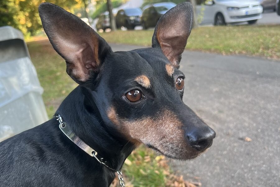 rocky IMG_8622