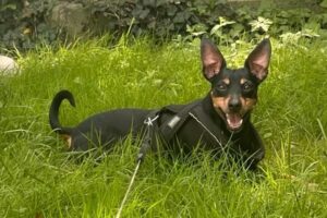 rocky IMG_8998