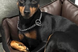 rocky IMG_8999