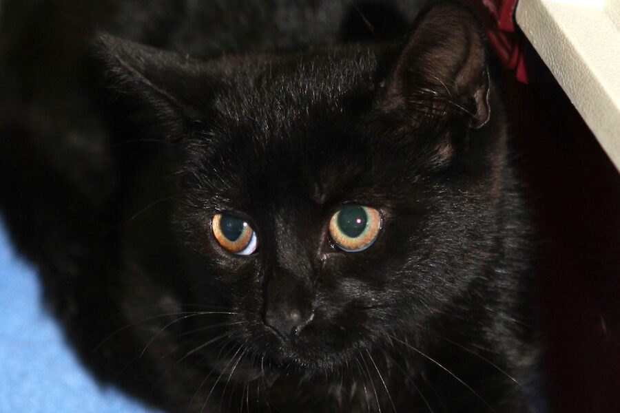 yoshiIMG_9234we yoshiIMG_9234we