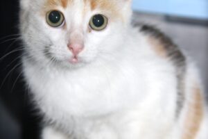 Kiana IMG_1012we Kiana IMG_1012we