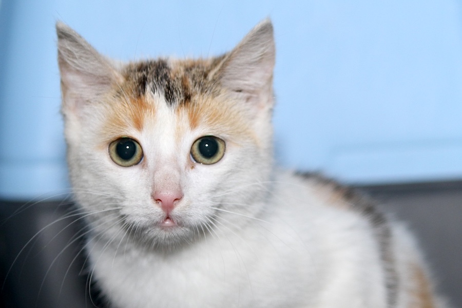 Kiana IMG_1013we Kiana IMG_1013we