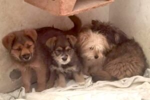 Lucy Lulu Charly Nicky