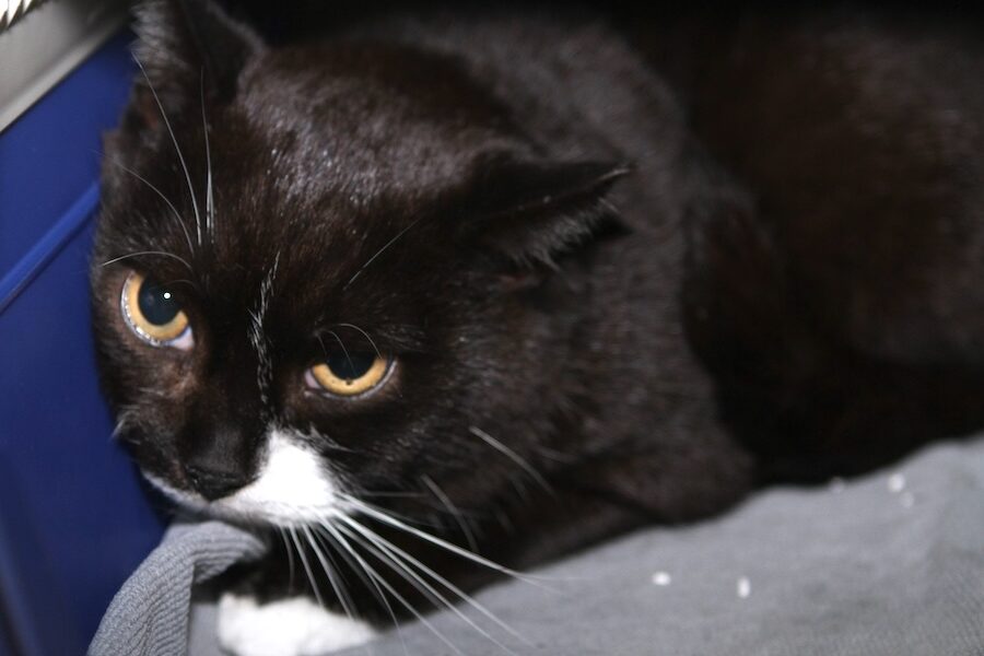 balu IMG_1204we