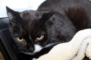balu IMG_1333we