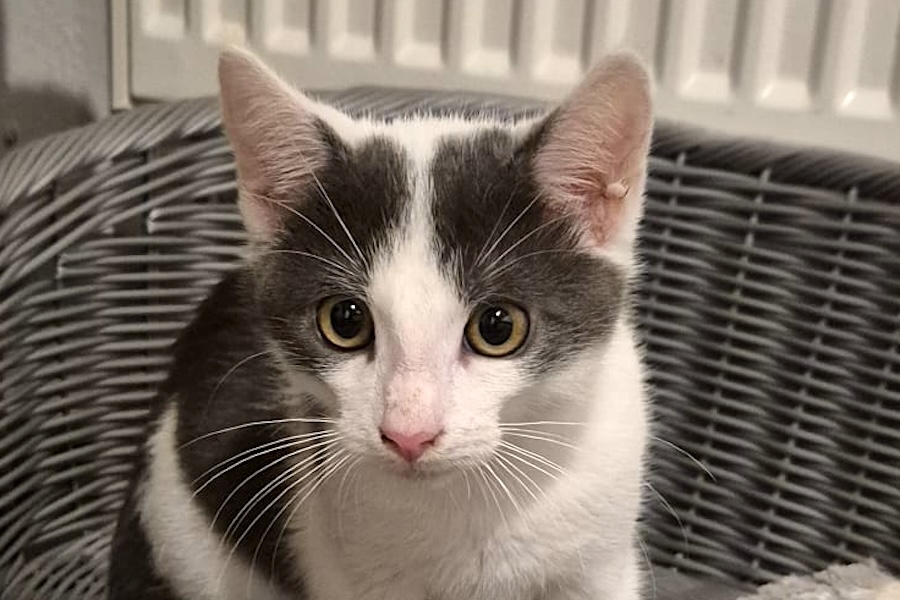 beryll IMG_002 beryll IMG_002