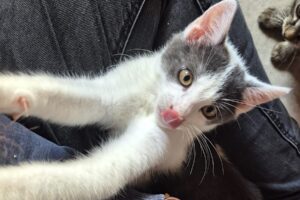 beryll IMG_003 beryll IMG_003