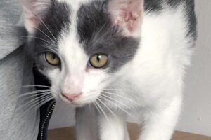 beryll IMG_004 beryll IMG_004