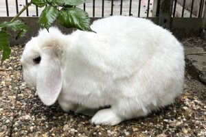 clyde IMG_2696 clyde IMG_2696