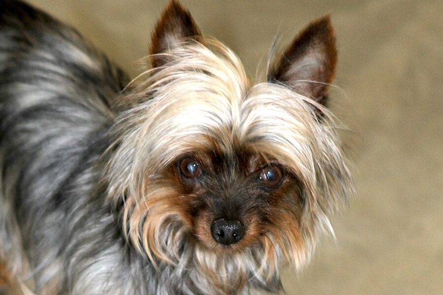 elfi IMG_1859we2 elfi IMG_1859we2