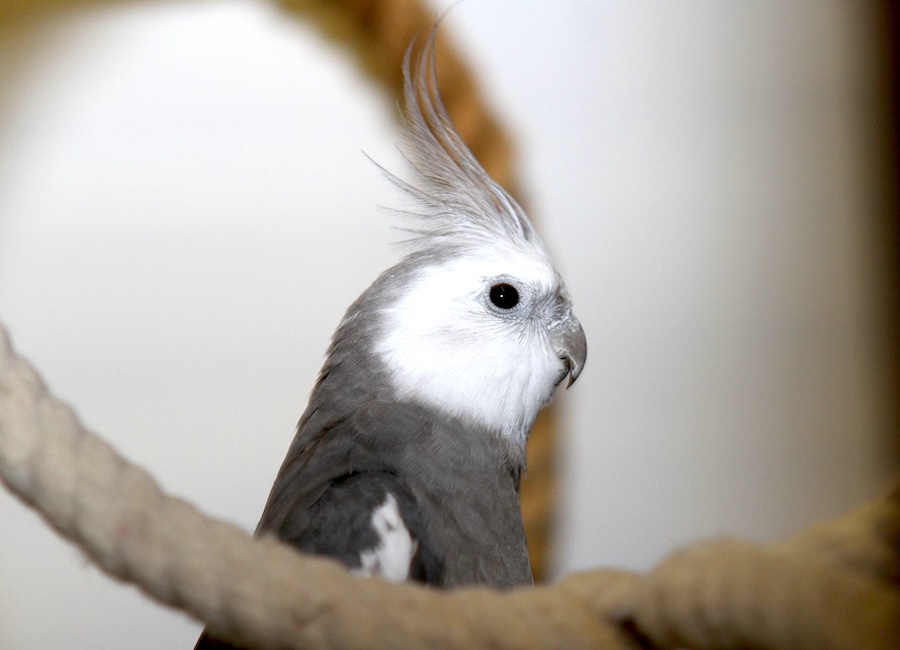 federich annoi IMG_0733eb