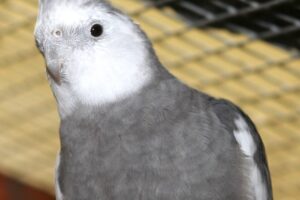 federich annoi IMG_0737we federich annoi IMG_0737we