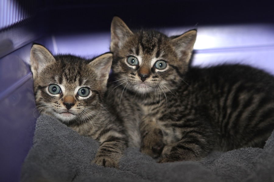 harry sally IMG_1045 harry sally IMG_1045