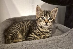 kenzo kiki koko IMG_2