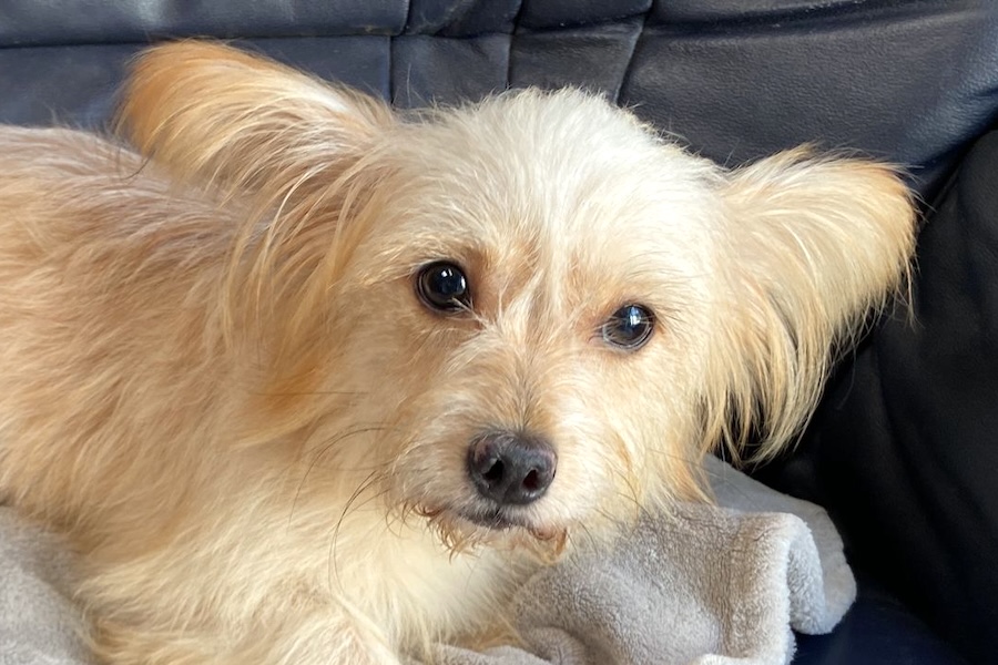 lucy IMG_1003