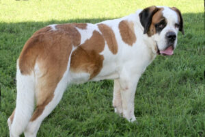 roxy IMG_0371we