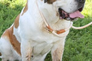 roxy IMG_0376we