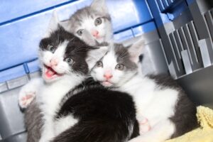 ruby jasper grautigerweiss sapfira IMG_0713we ruby jasper grautigerweiss sapfira IMG_0713we