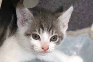 saphira jasper IMG_0722we