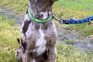 spike von privat 05