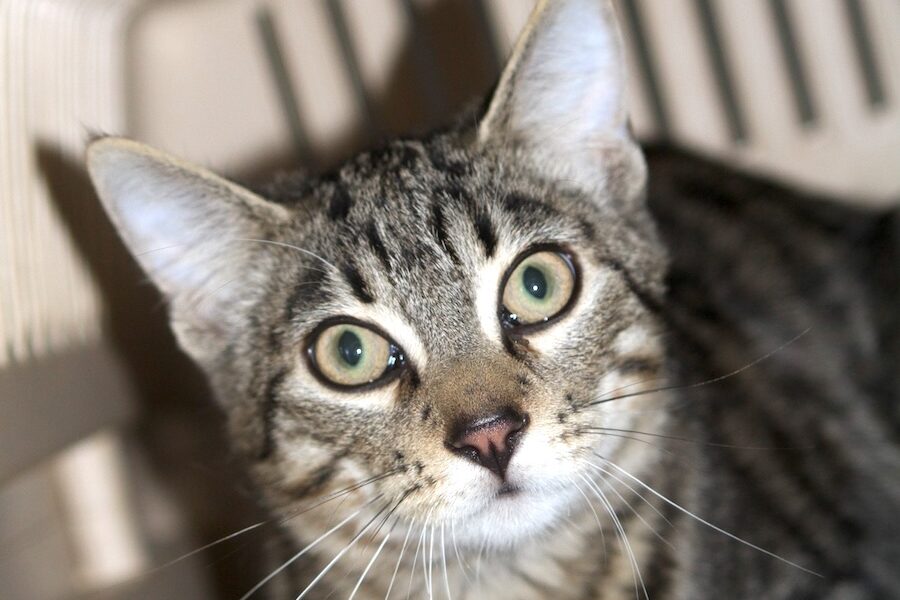 tarcin IMG_1461we tarcin IMG_1461we