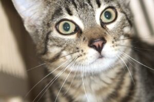 tarcin IMG_1462we tarcin IMG_1462we