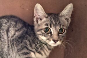 willi IMG_001