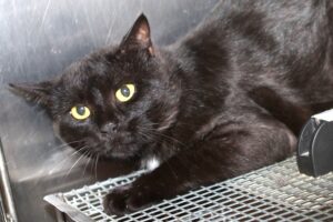 yasha IMG_0387we yasha IMG_0387we