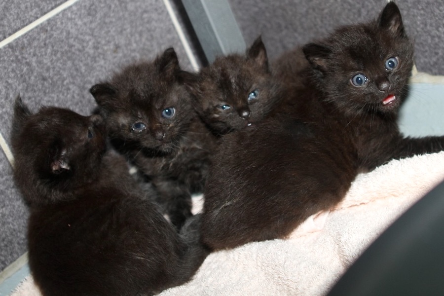 yoko yonathn yunis yorrik kinder IMG_1277we