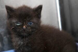 yoko yonathn yunis yorrik kinderIMG_1212we